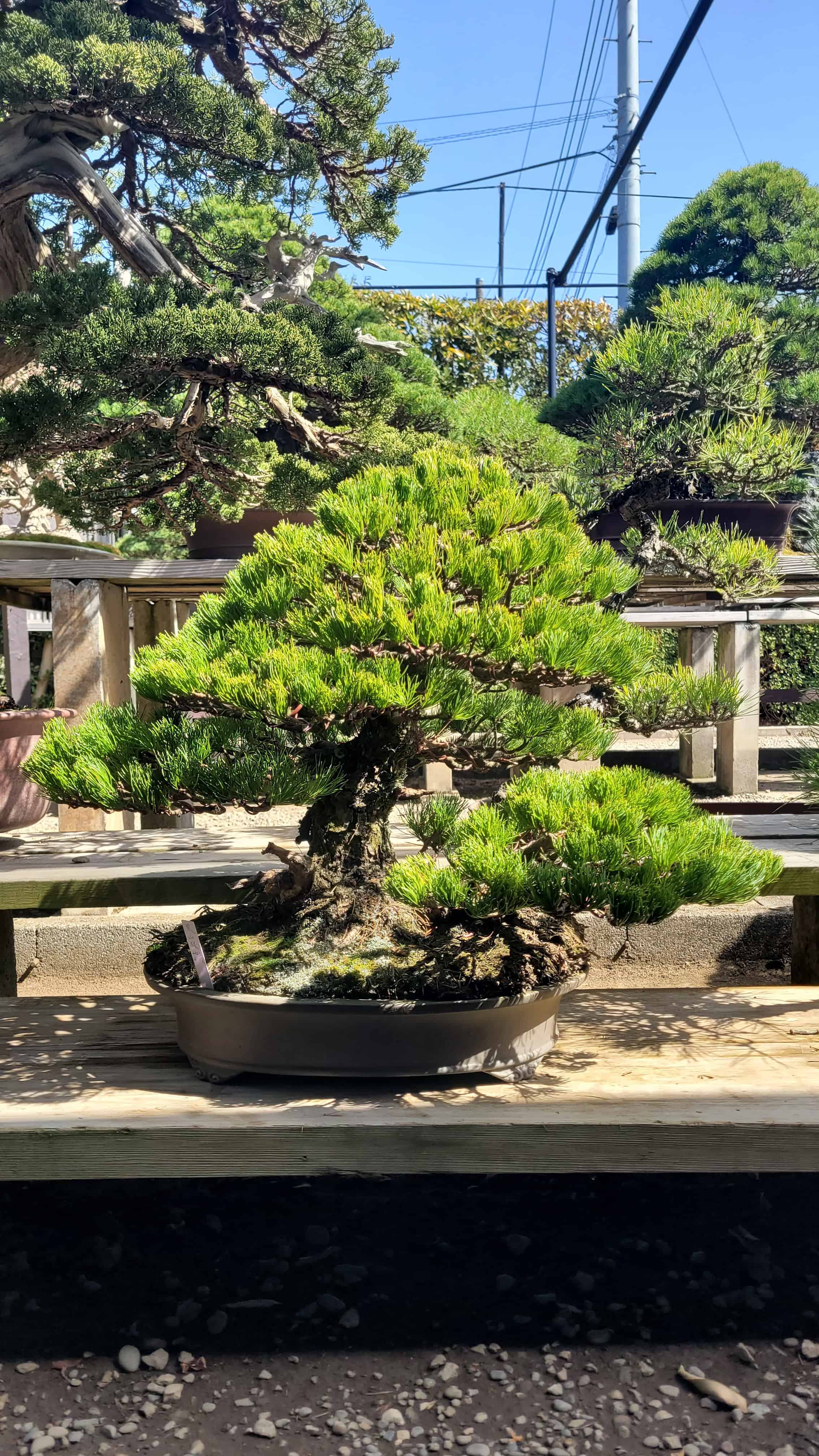 A pine bonsai tree from kimura in Japan